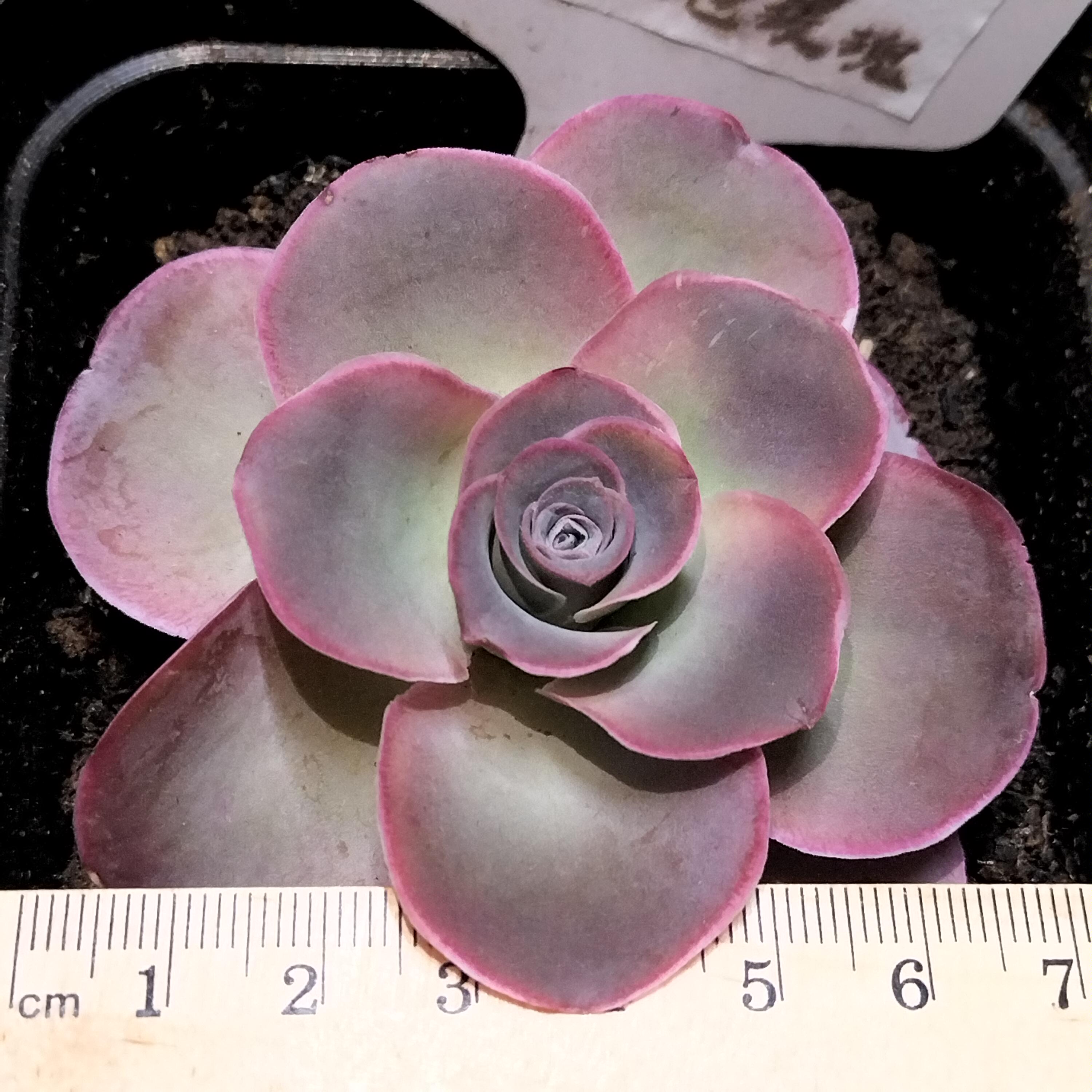 楹楹山地玫瑰/926/6cm