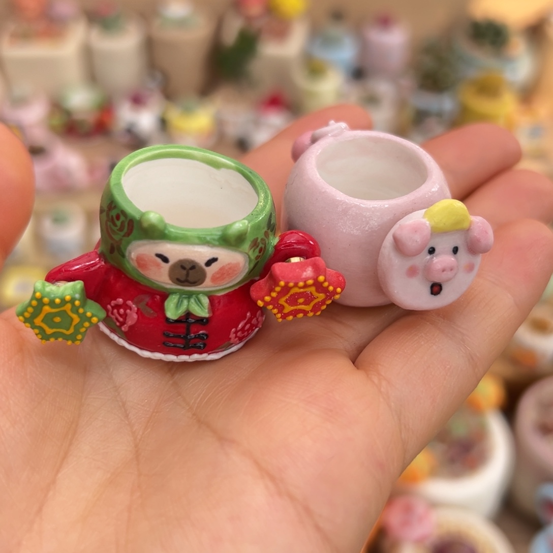 卡***木多肉植物40号不中生石花