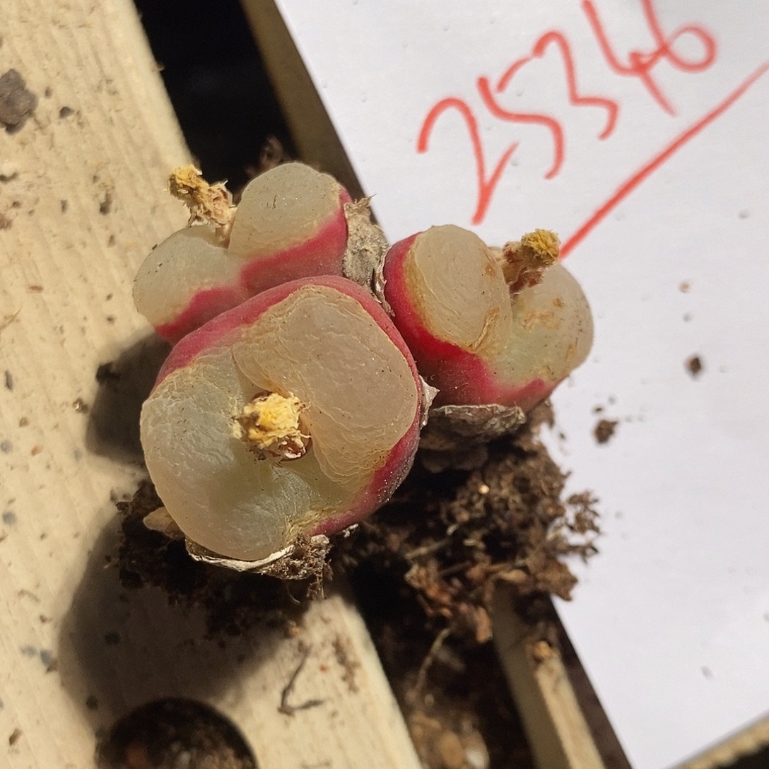 25346。  白荔枝窗一颗。 