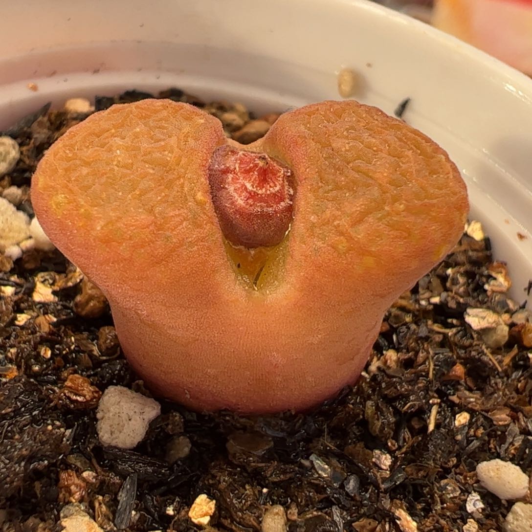 026多肉植物百科