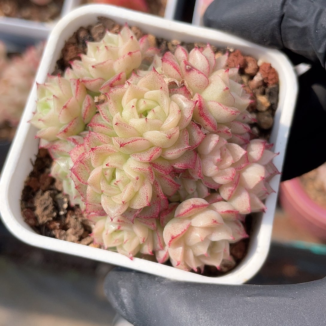 优选麦秆福利406