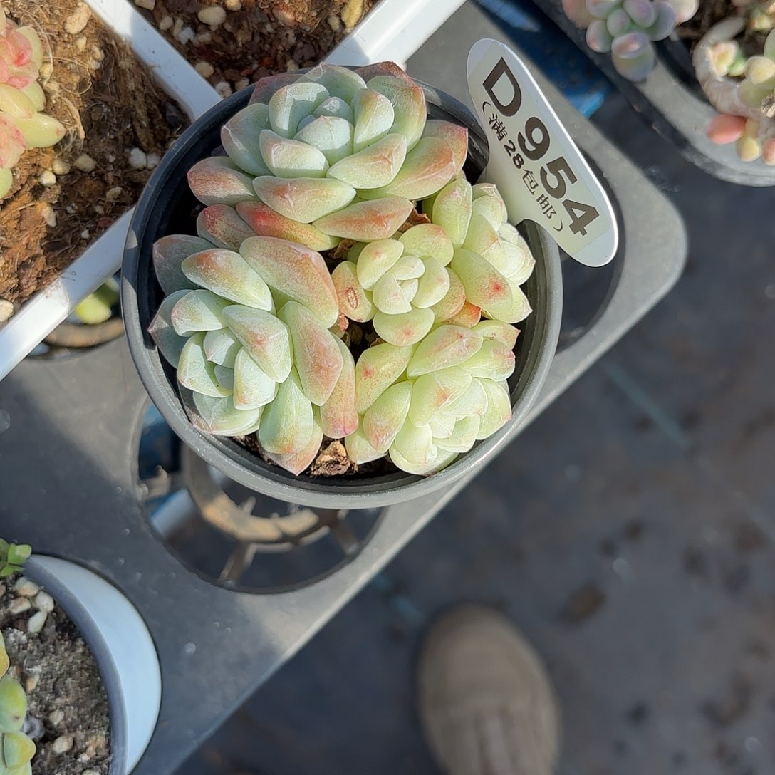 D954冰玉一物一拍