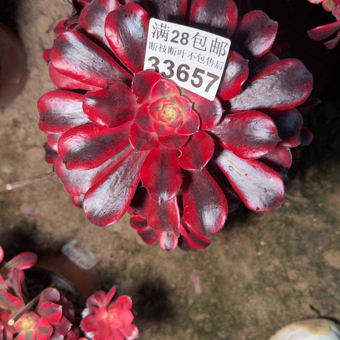 33657美杜多肉植物