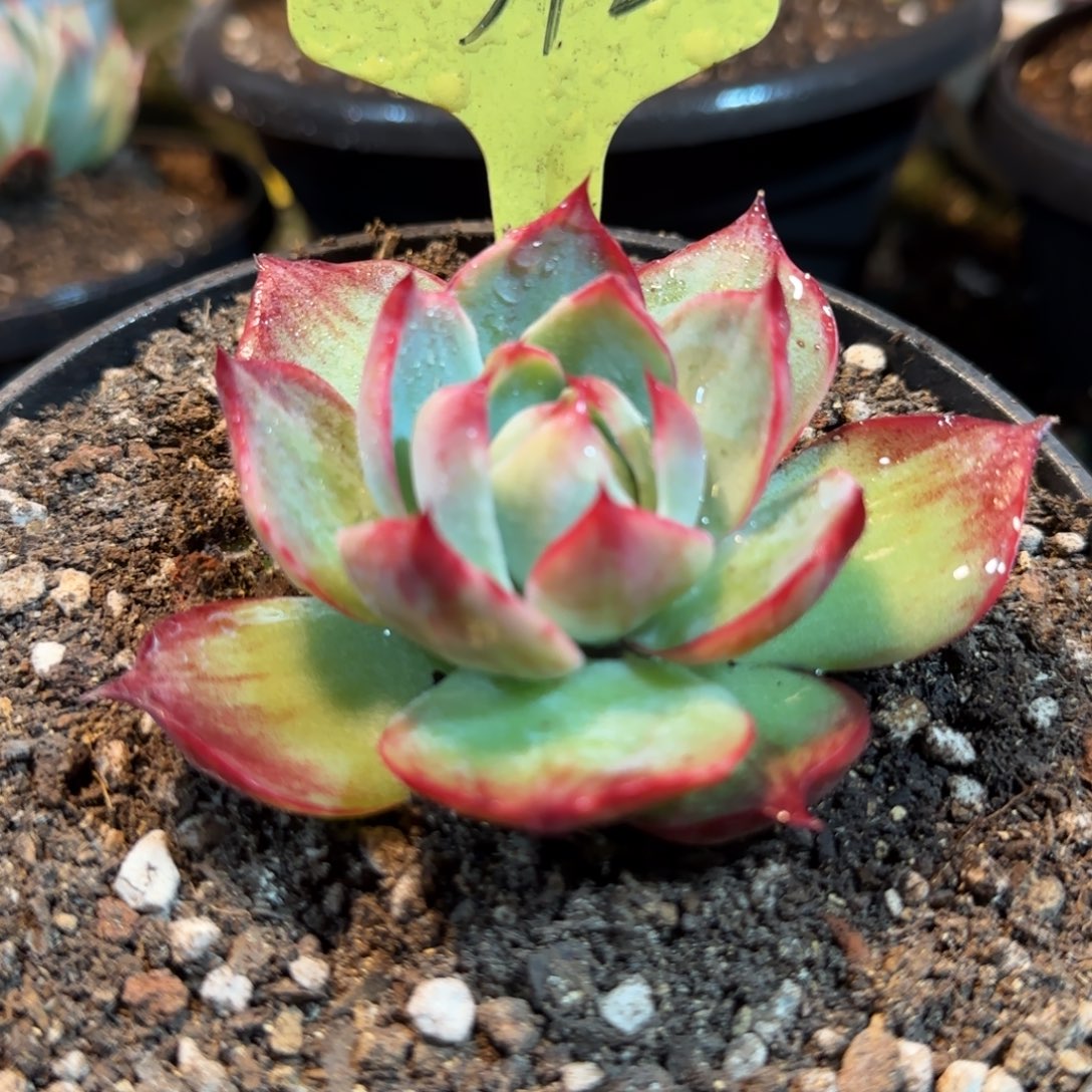 惊鸿一物一拍包装收缩花旱372