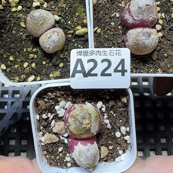 郭****224 多肉植物多肉植物