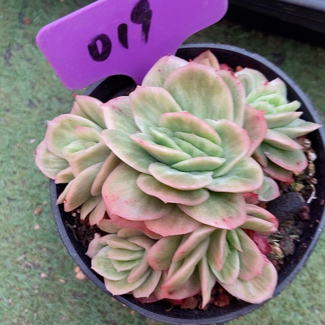 冰玫瑰锦一物一拍019