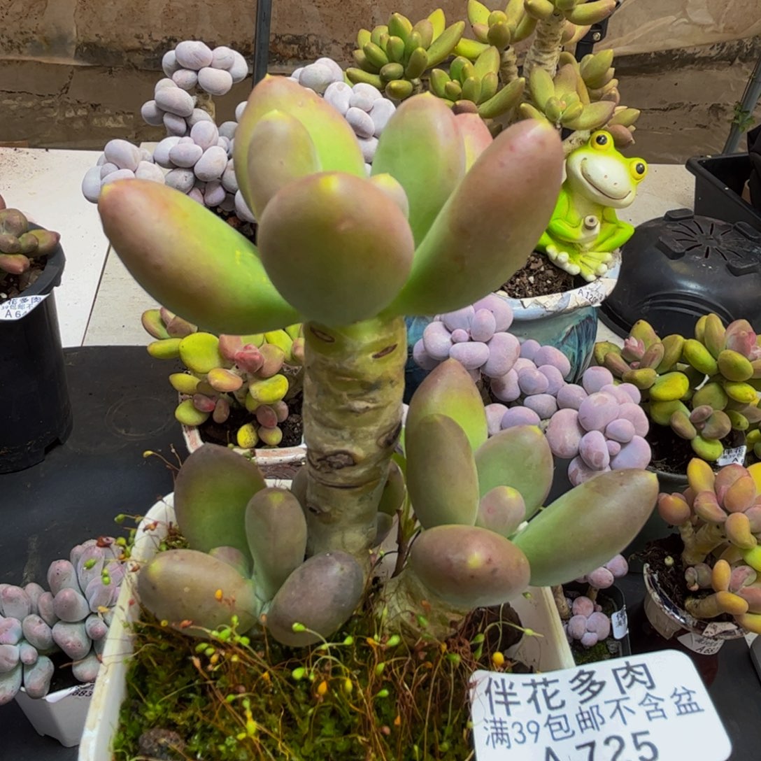 725/6cm芒果奶多肉植物