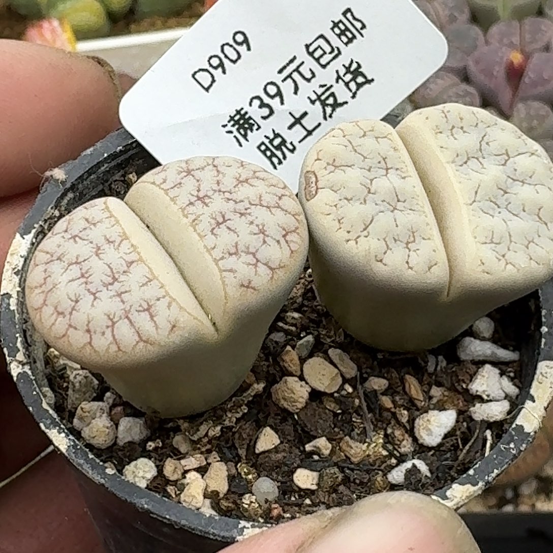 909多肉哈哈哈哈哈哈