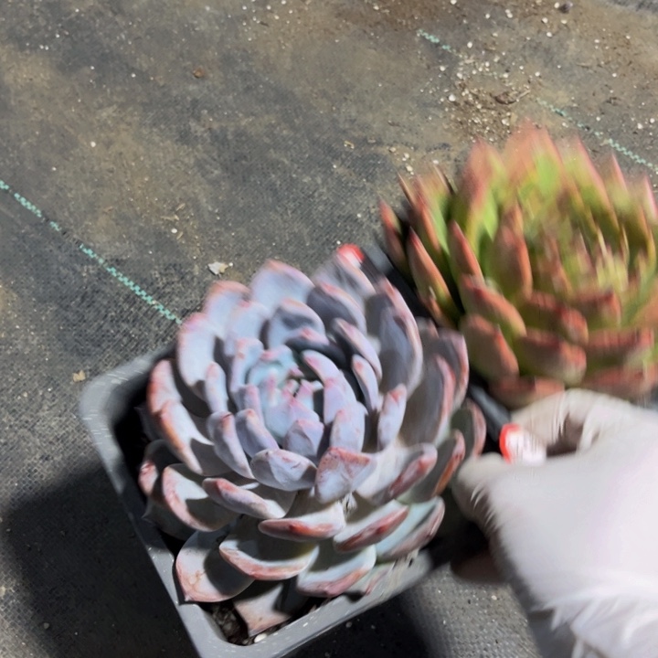 张***ღ卡橙一颗蓝龙一颗