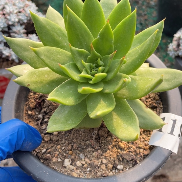 119号坎戴山东多肉植物