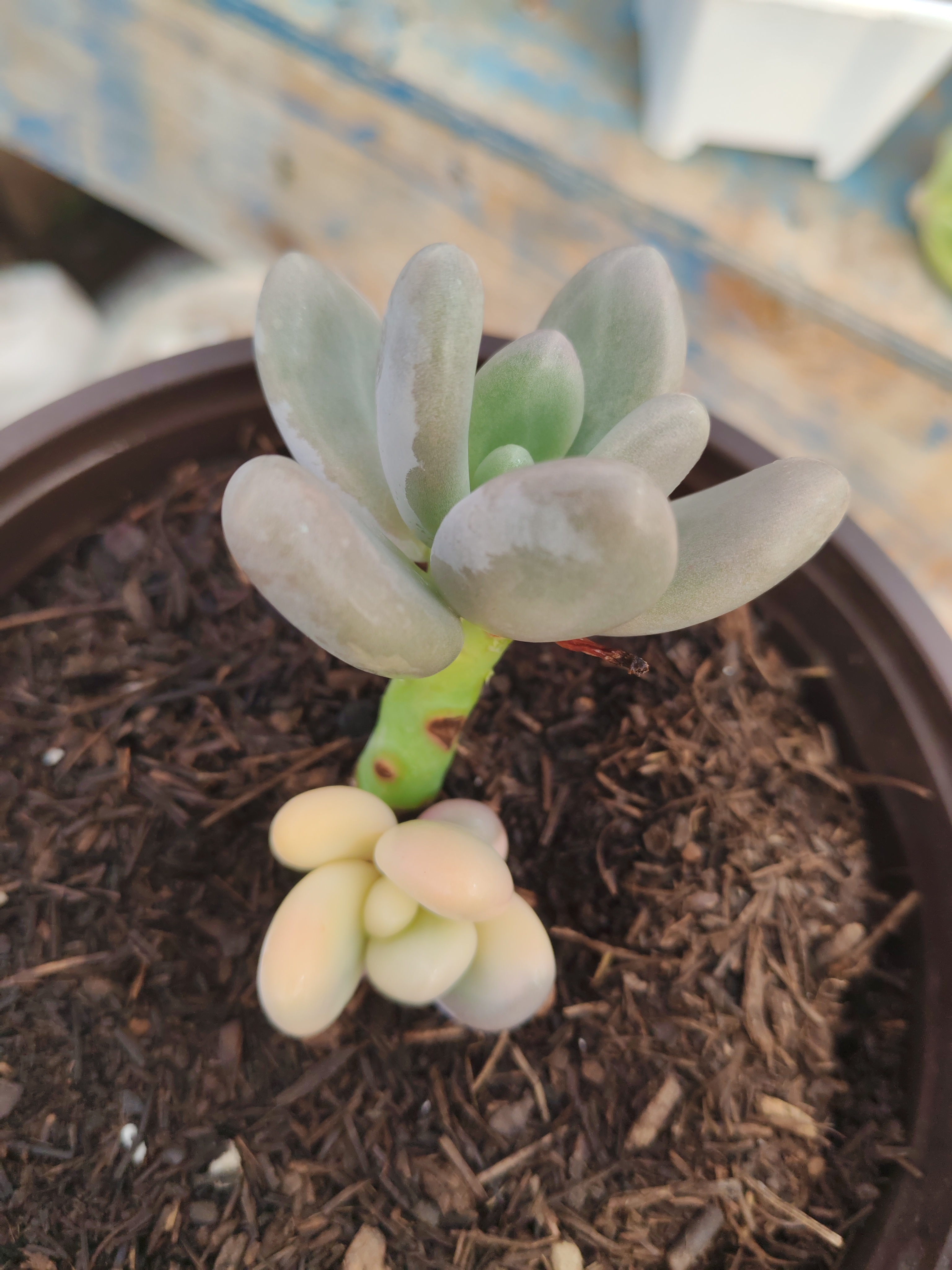 鸡蛋美人覆轮锦  多肉植物锦