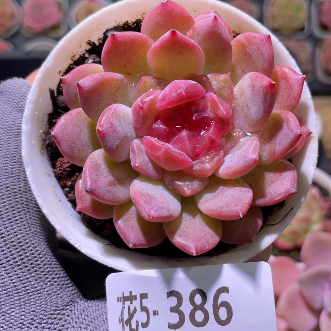 花利美5-386玉坠  