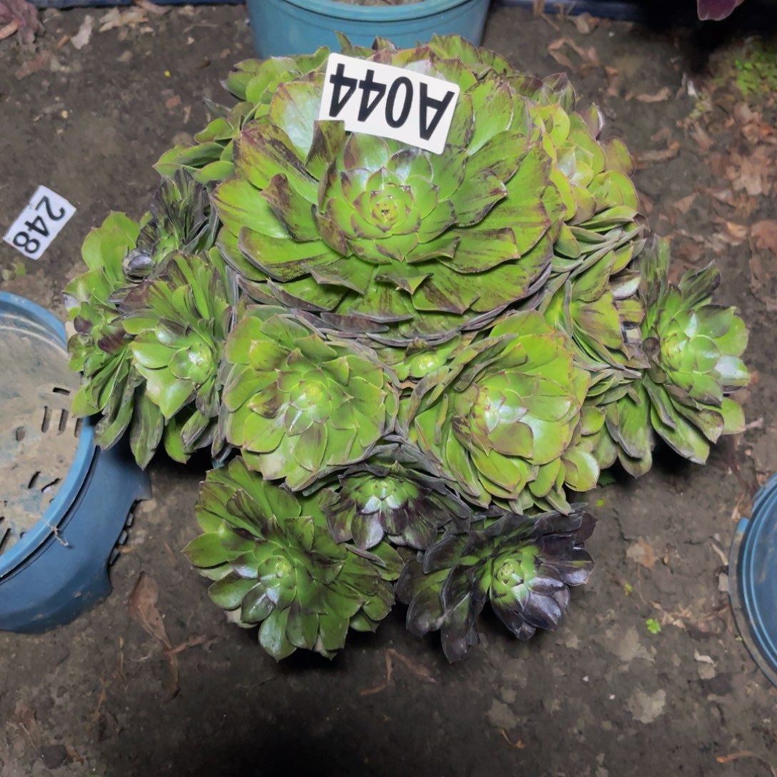 墨染法师28///51包邮