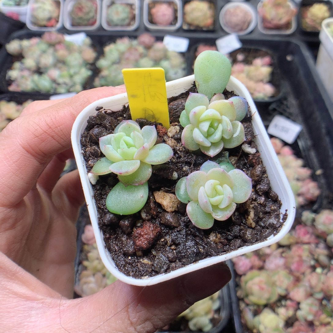 无花朵满月3颗量拍yyyy