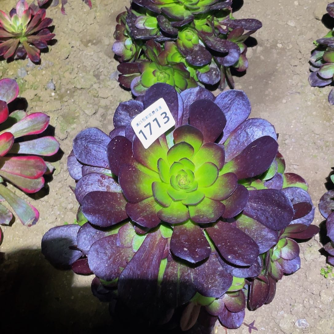 1713黑魔多肉植物