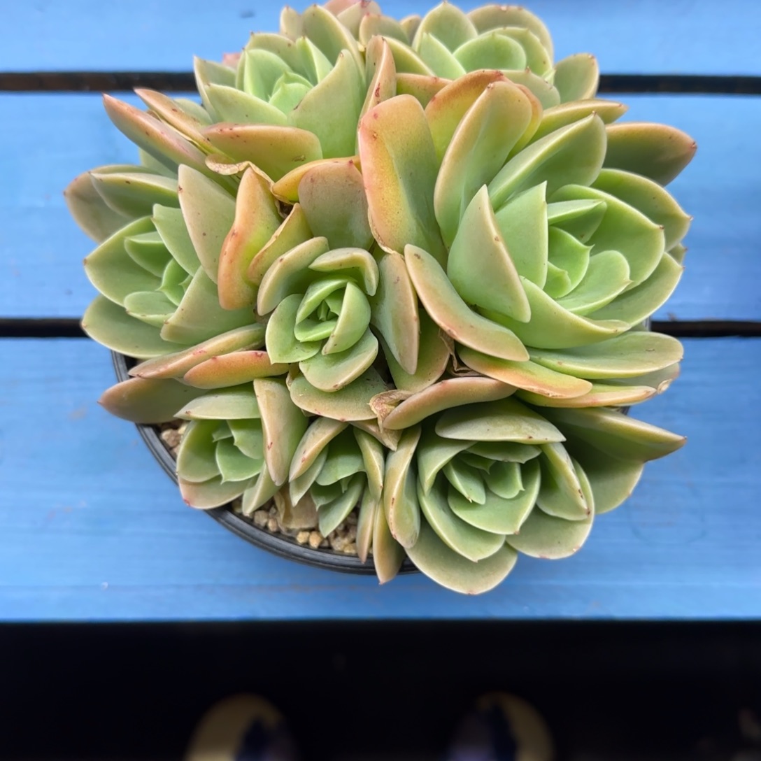 9头星纳塔，发货点延迟