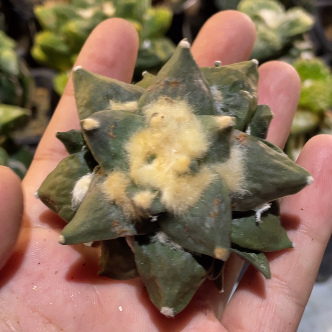 无花朵青瓷怒杂 仙人球