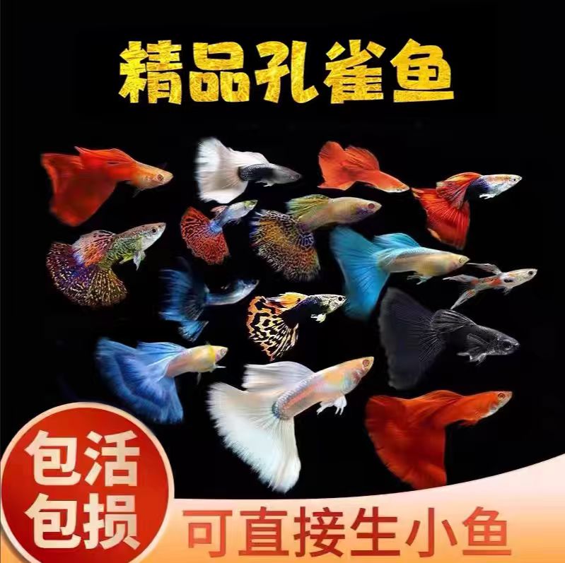 精品孔雀鱼自由搭配组合