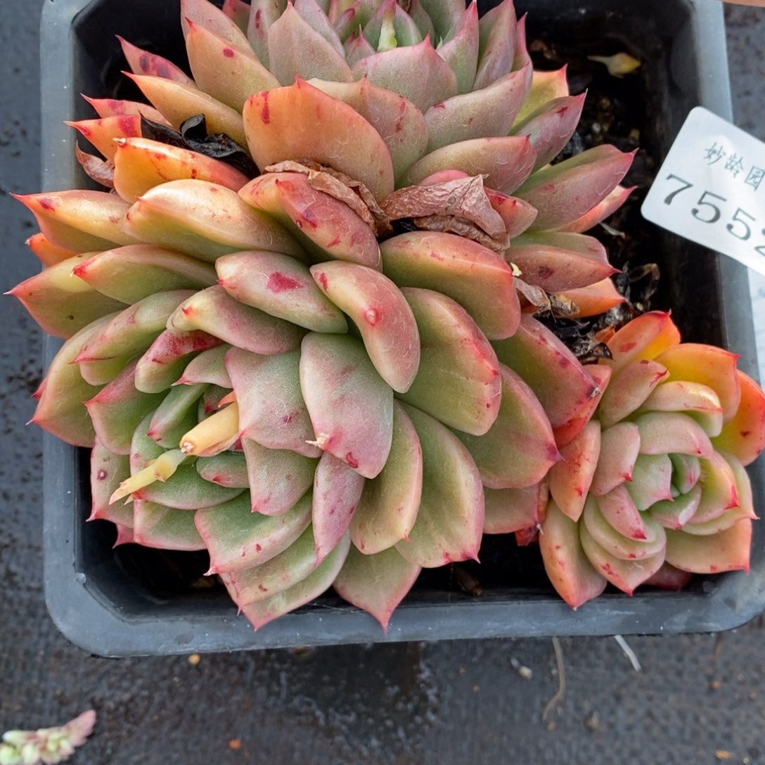 7552杂交多肉老桩