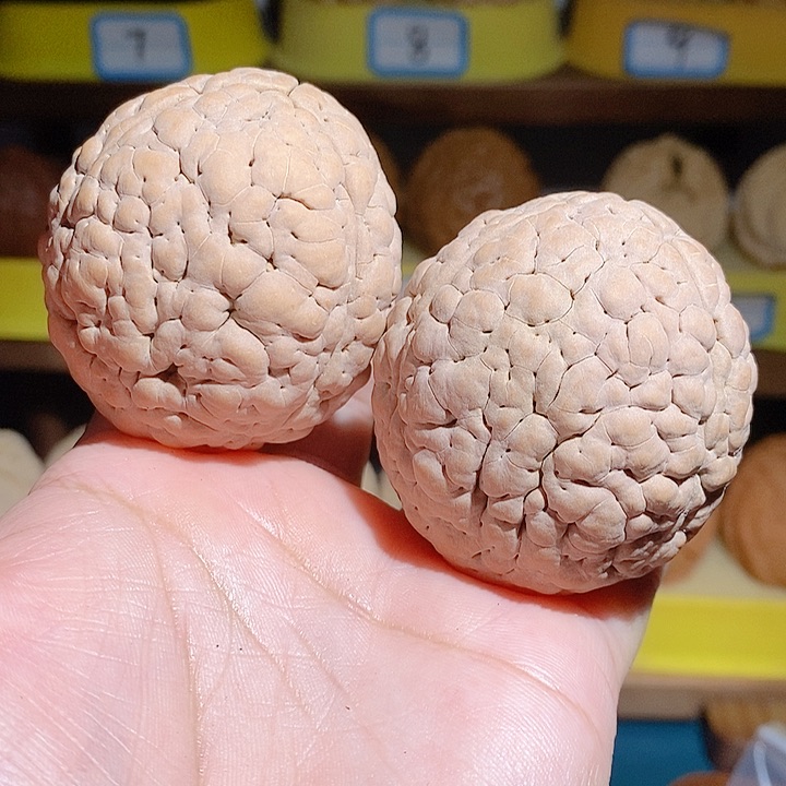 野生三瓣脑纹大金刚4651