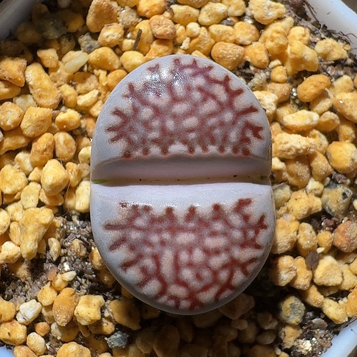 生石花111111。   272