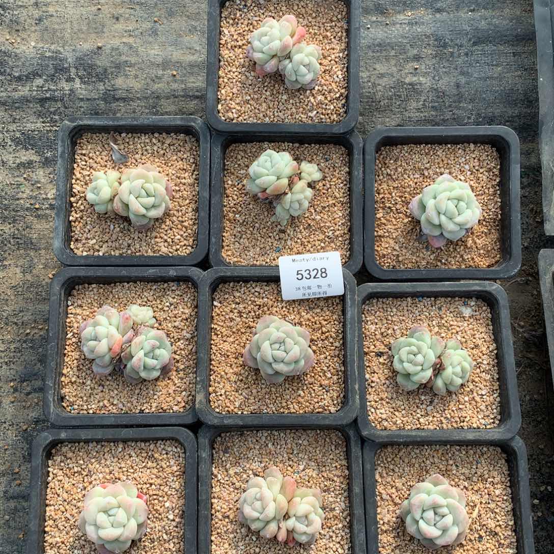 特5328冰玉小脸全颗粒控养3到5厘米10颗一组脱土发