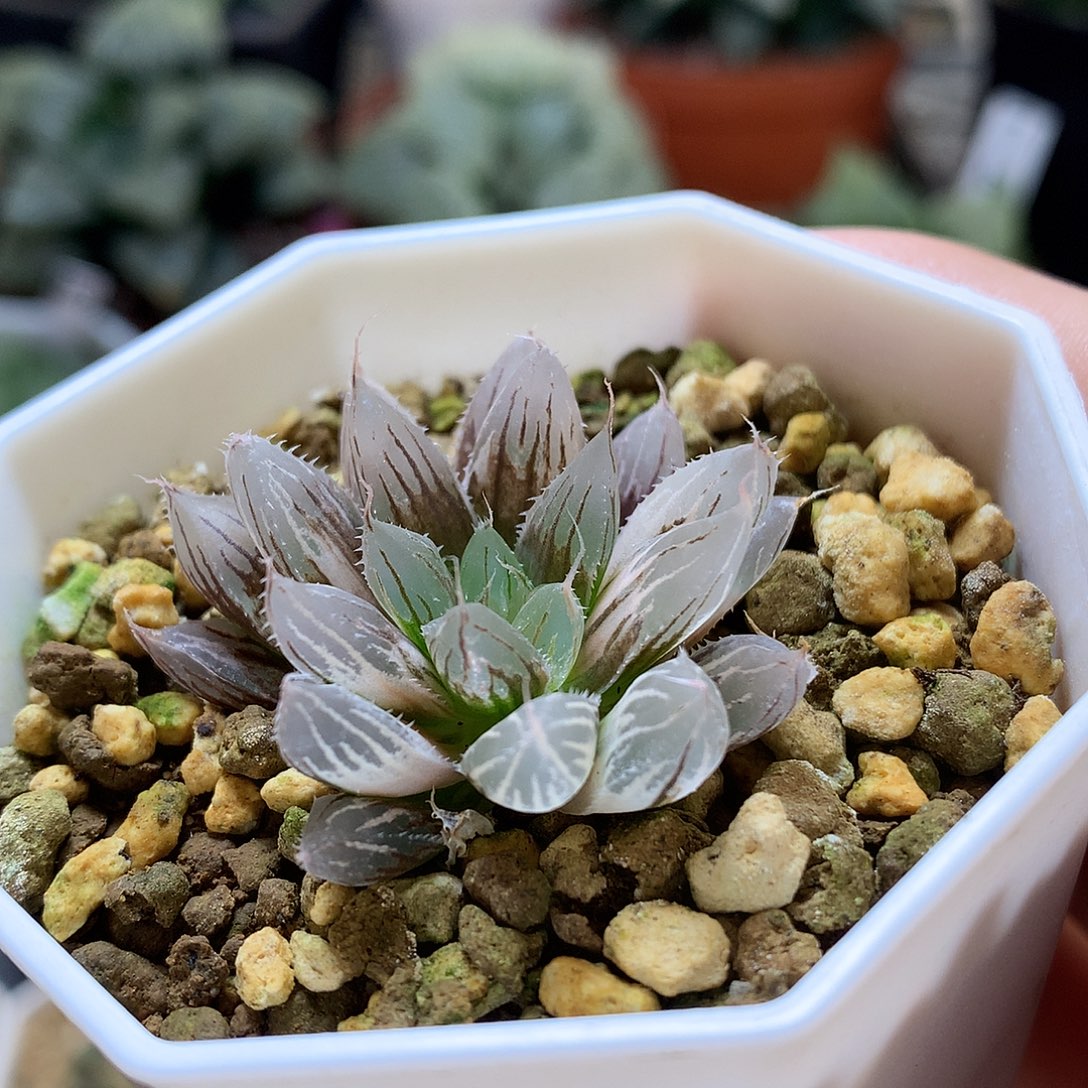 大卫针管玉露锦带盆土发货tw