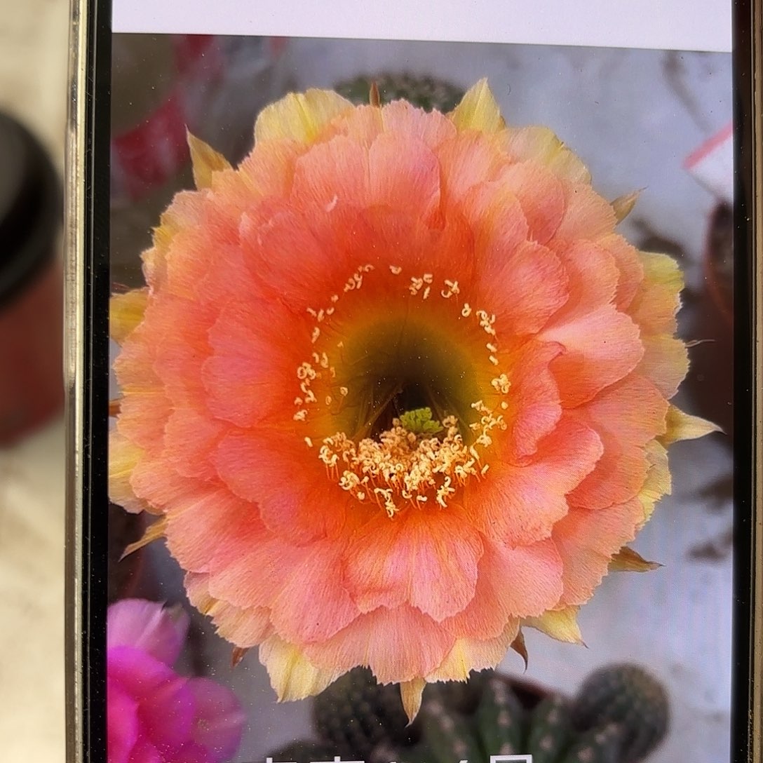 彩草1-6号7公分左右