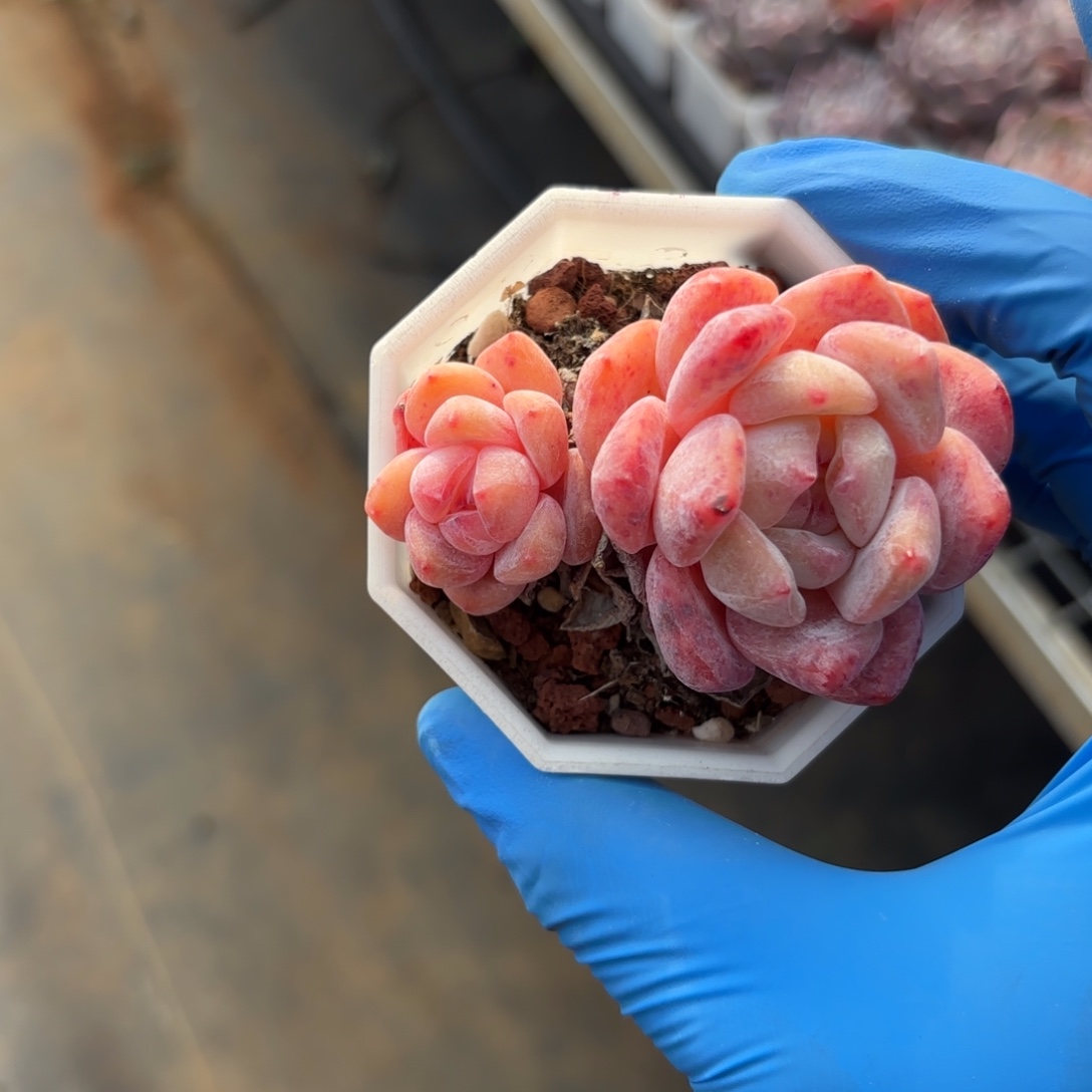 一物一拍双头橙子