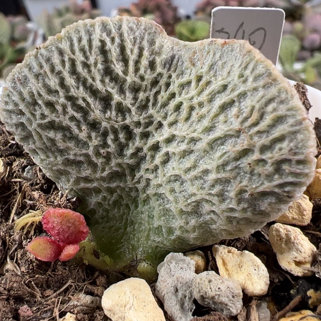 和路雪大苗多肉植物水泡多肉植物