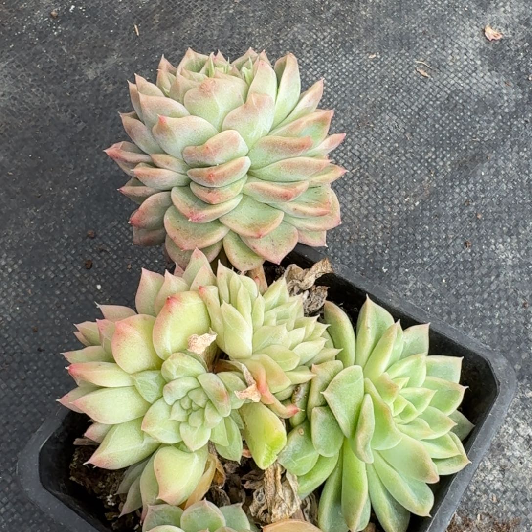 多肉杂交一物一拍21-87