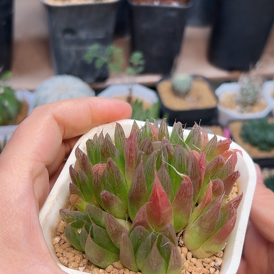 来桶泥母本群一颗