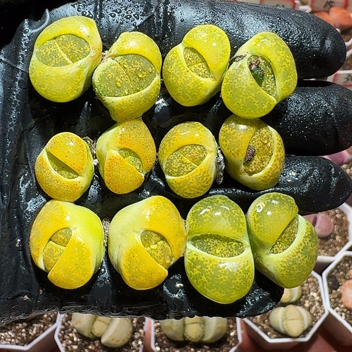 生石花2333。  17