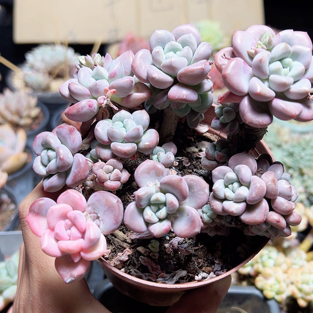 花斑鹿锦5             