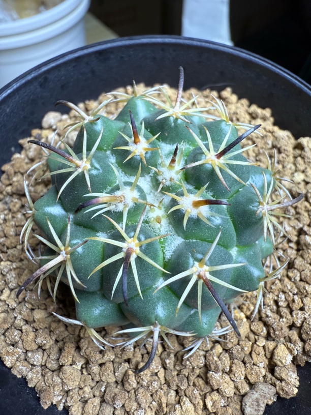 钢钉实生短豪刺顶花仙人球尺寸4.3