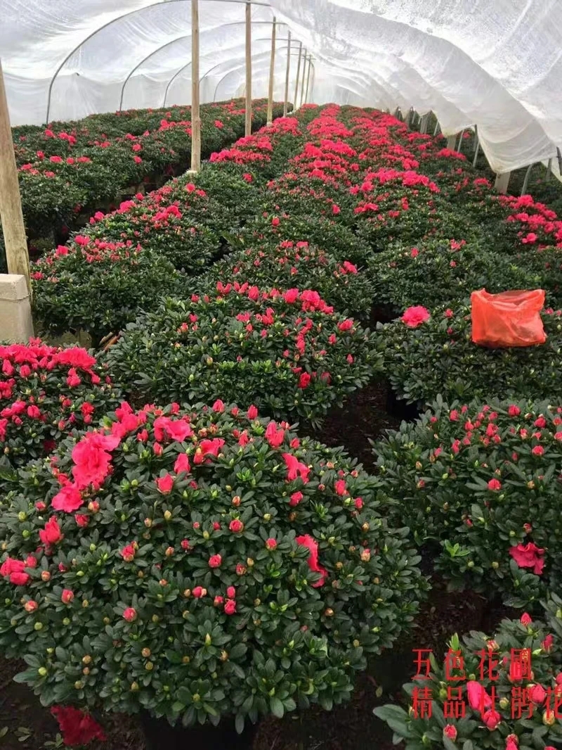 精品杨梅红四季杜鹃花盆栽带花苞室内阳台庭院好养花卉植物绿植