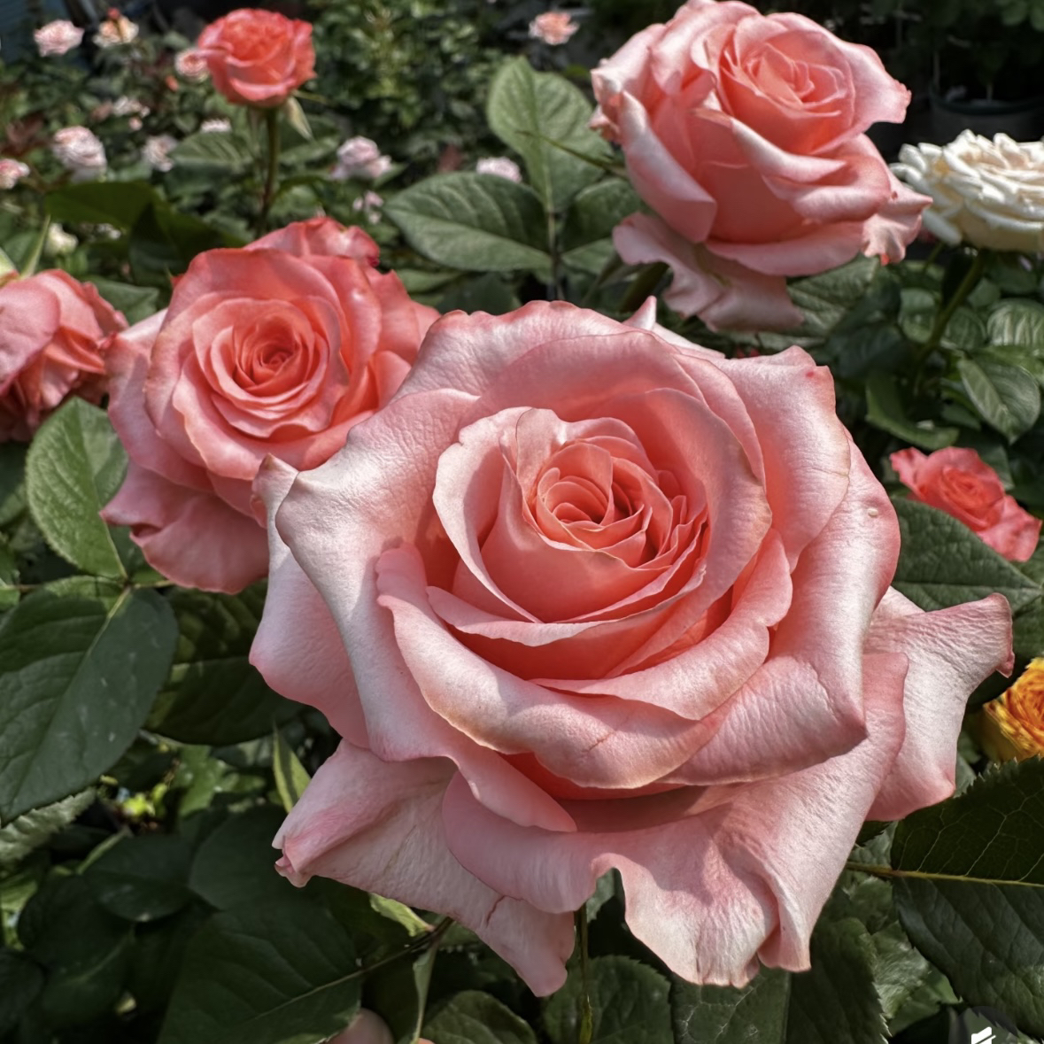 甜蜜/杜泽特/甜美根接苗匠人月季 玫瑰花 四季开花阳台盆栽植物