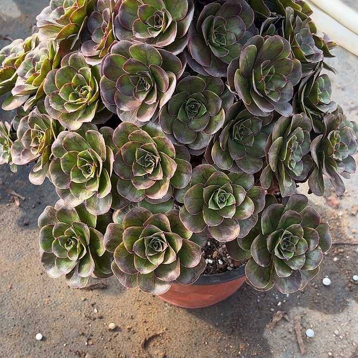 多肉植物枚金玫瑰…………