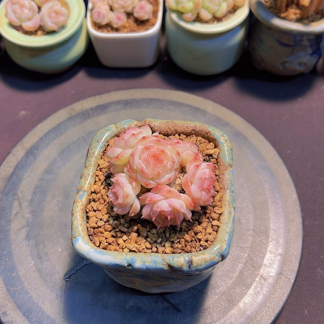 七****?蔷薇珍妮，母本有砍，裸根发货，