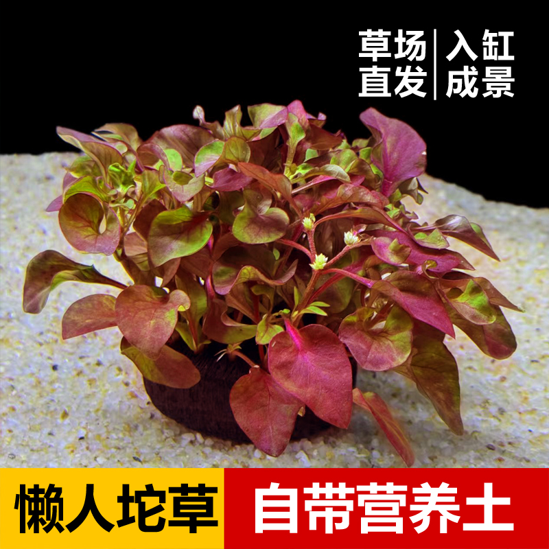 【红波坨草】懒人水草 带根发货 免种植  净化水质入缸成景