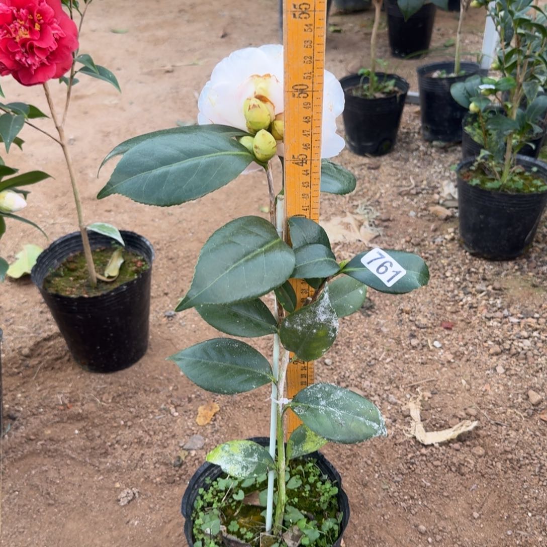 少量花朵（建议范围：2朵-5朵 或40%以下）761戴氏