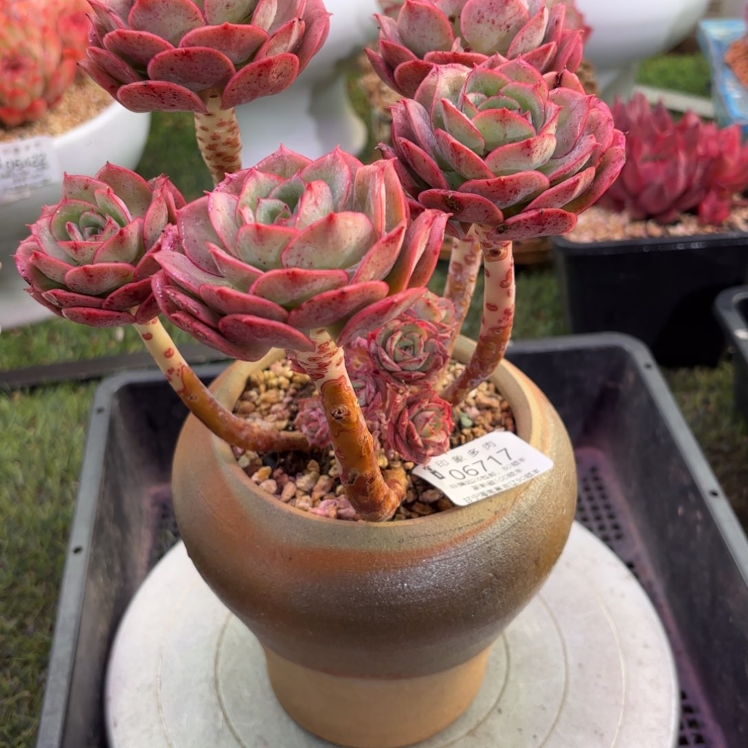 多肉植物6717dghu