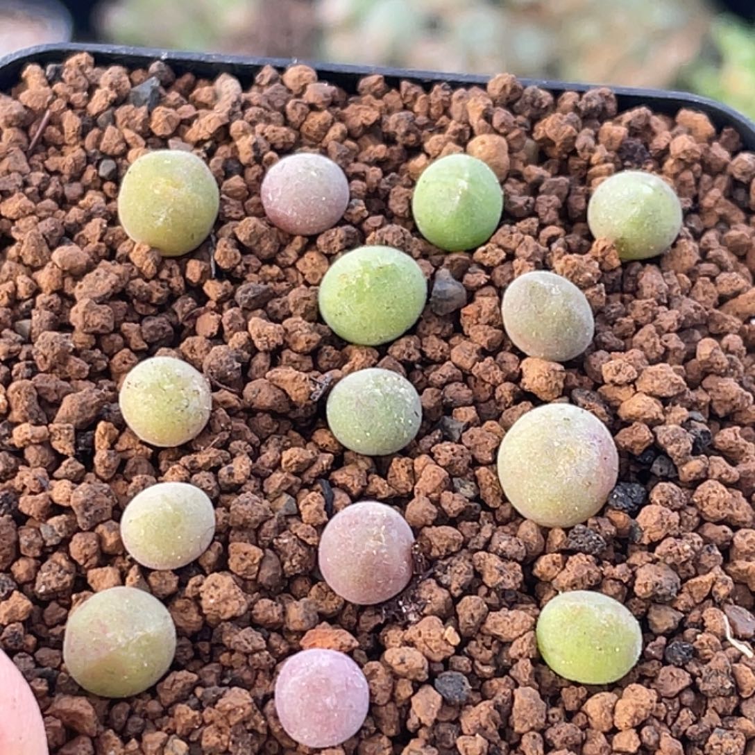 空蝉小苗一颗量拍肉锥