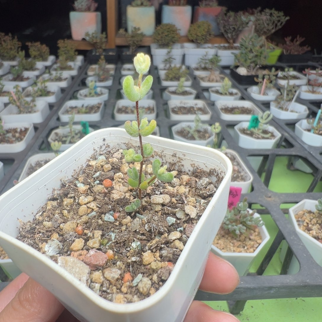 608月曲（全锦和虎斑锦或者拉丝锦）拍下不退不换