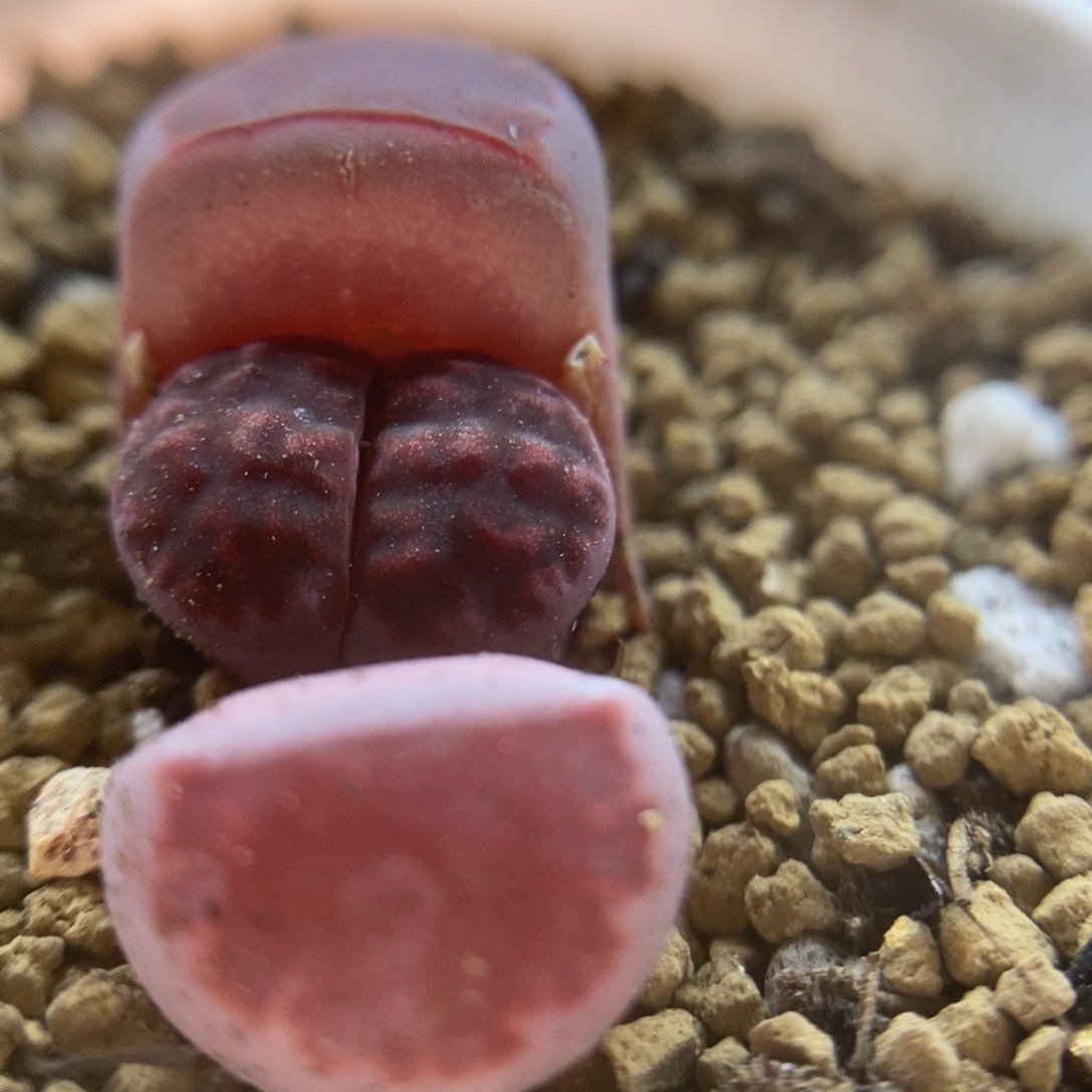 694阿克塞尔1111111111111111111