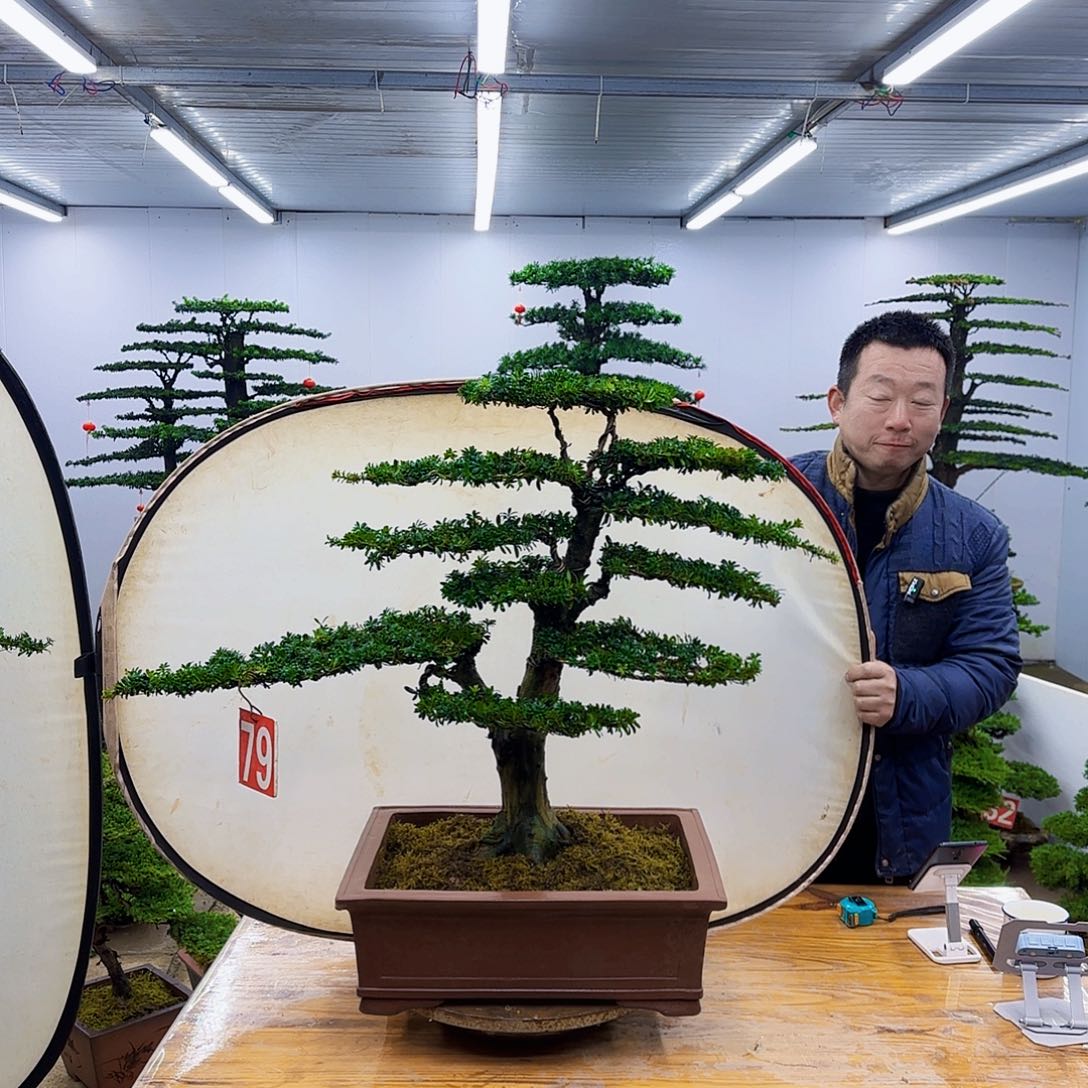 M***辰无花朵罗汉松盆景