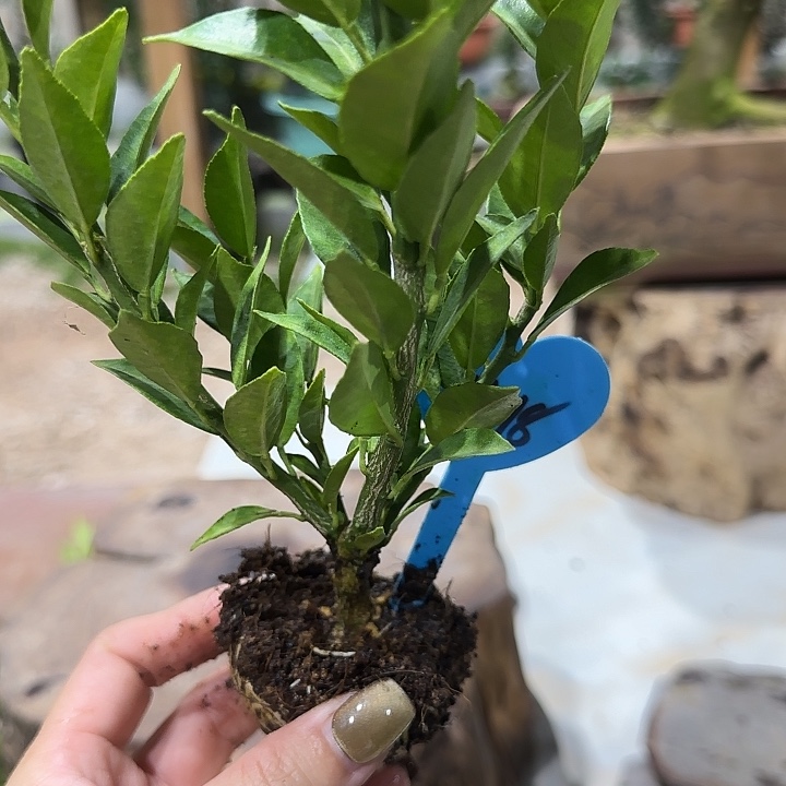 成***就直播间八房柑一物一拍