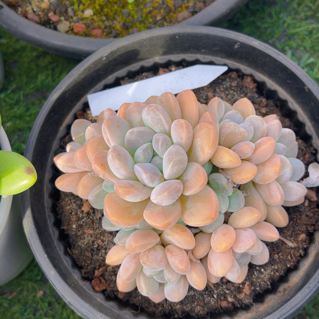 香玉的故事是一个人的