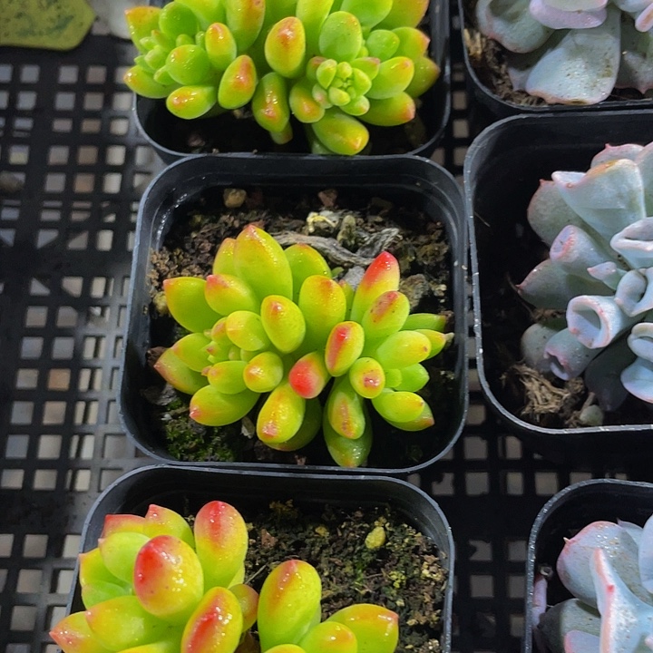 双头春萌带盆土发发