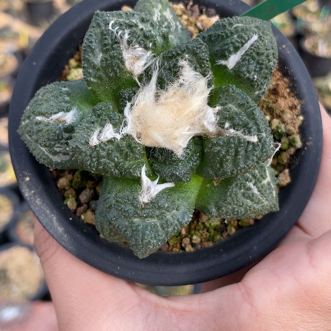 实生龟甲牡丹福利